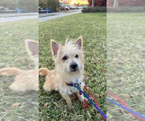 Cairn Terrier Dogs for adoption in Pompano Beach , FL, USA