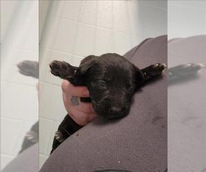 Labrador Retriever-Unknown Mix Dogs for adoption in Houston, TX, USA
