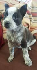 Medium Photo #1 Australian Cattle Dog Puppy For Sale in Los Banos, CA, USA