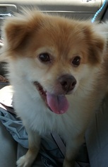 Pomeranian Dogs for adoption in Columbus, OH, USA