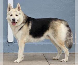 Alaskan Malamute-German Shepherd Dog Mix Dogs for adoption in Santa Clarita, CA, USA