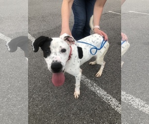 Dalmatian-Unknown Mix Dogs for adoption in Andersonville, TN, USA