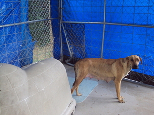 Mountain Cur-Unknown Mix Dogs for adoption in JAMESTOWN, TN, USA