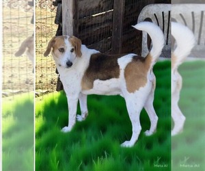 Mutt Dogs for adoption in Rustburg, VA, USA