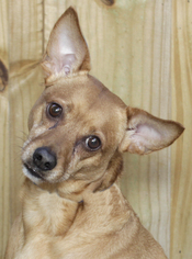 Medium Photo #1 Miniature Pinscher Puppy For Sale in Oakland Park, FL, USA