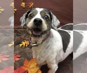 Shih Apso Dogs for adoption in Batavia, OH, USA