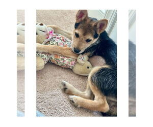 Mutt Dogs for adoption in Mooresville, NC, USA