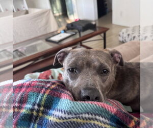 Mutt Dogs for adoption in Fargo, ND, USA
