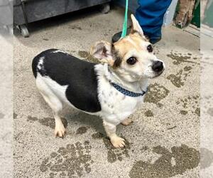 Chihuahua Dogs for adoption in Woodland, CA, USA