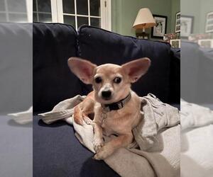 Chihuahua-Unknown Mix Dogs for adoption in Jenkintown, PA, USA