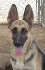 Medium Photo #1 German Shepherd Dog Puppy For Sale in San Tan Valley, AZ, USA