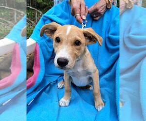 Labrador Retriever-Unknown Mix Dogs for adoption in Missouri City, TX, USA