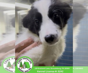 Border Collie-Unknown Mix Dogs for adoption in Stroudsburg, PA, USA