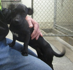 Medium Photo #1 Chiweenie Puppy For Sale in Mitchell, SD, USA