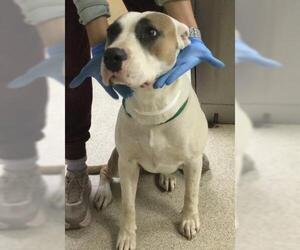 Mutt Dogs for adoption in Riverside, CA, USA