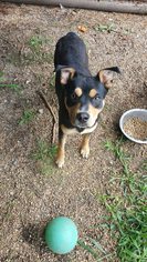 Miniature Pinscher-Unknown Mix Dogs for adoption in Redfield, AR, USA