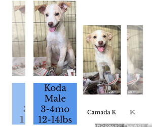 Medium Photo #2 Brittany-Unknown Mix Puppy For Sale in Virginia Beach, VA, USA