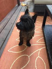 Cairn Terrier Dogs for adoption in Greenville, SC, USA