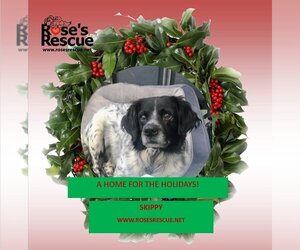 Spaniel-Unknown Mix Dogs for adoption in Rootstown, OH, USA