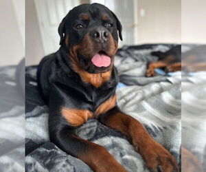 Rottweiler-Unknown Mix Dogs for adoption in Anchorage, AK, USA