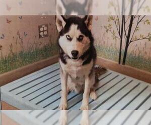 Siberian Husky Dogs for adoption in Upland, CA, USA