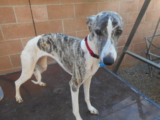 Whippet Dogs for adoption in Yucaipa, CA, USA