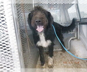 Poodle (Standard)-Unknown Mix Dogs for adoption in Oroville, CA, USA