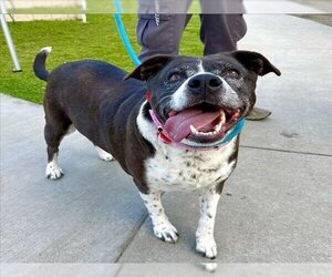 Labrador Retriever-Unknown Mix Dogs for adoption in Long Beach, CA, USA