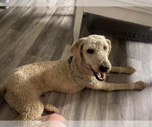 Labradoodle Dogs for adoption in Davis, CA, USA