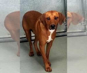 Labrador Retriever-Redbone Coonhound Mix Dogs for adoption in Lovingston, VA, USA