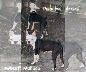 Boston Terrier Dogs for adoption in Dumont, NJ, USA