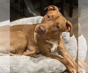 American Pit Bull Terrier-Unknown Mix Dogs for adoption in Brewster, NY, USA