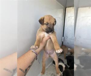 Medium Photo #1 Mutt Puppy For Sale in Houston, TX, USA