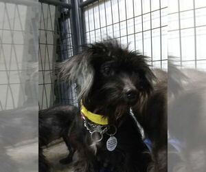 Chihuahua-Unknown Mix Dogs for adoption in Foristell, MO, USA