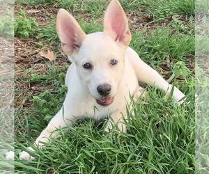 Mutt Dogs for adoption in Rockaway, NJ, USA