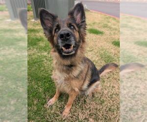 German Shepherd Dog-Unknown Mix Dogs for adoption in San Antonio, TX, USA