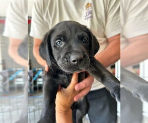 Labrador Retriever Dogs for adoption in DISCOVERY BAY, CA, USA