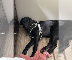 Mutt Dogs for adoption in Omaha, NE, USA