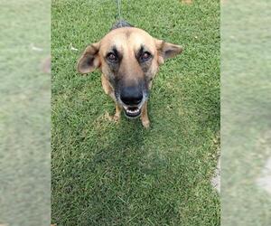 German Shepherd Dog-Unknown Mix Dogs for adoption in Houston, TX, USA