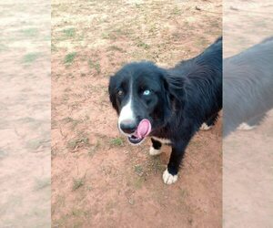 Border Collie-Unknown Mix Dogs for adoption in New York, NY, USA