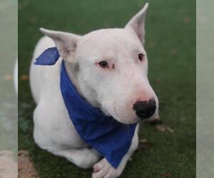 Bull Terrier Dogs for adoption in San Antonio, TX, USA