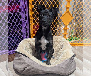 Mutt Dogs for adoption in Brooklyn Center, MN, USA