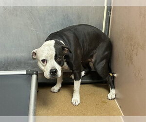 Mutt Dogs for adoption in Martinez, CA, USA