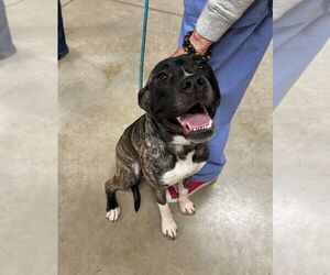 Boxer-Unknown Mix Dogs for adoption in Pierceton , IN, USA