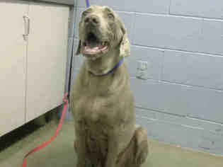 Weimaraner Dogs for adoption in Moreno Valley, CA, USA
