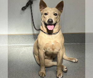 Australian Kelpie-Unknown Mix Dogs for adoption in Rancho Cucamonga, CA, USA