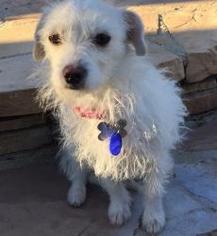Jack Russell Terrier-Unknown Mix Dogs for adoption in Newhall, CA, USA