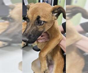 Black Mouth Cur Dogs for adoption in Temple, TX, USA