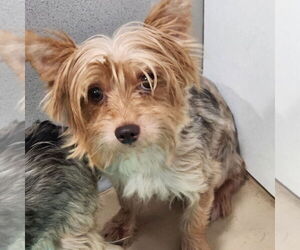 Mutt Dogs for adoption in Walnutport, PA, USA