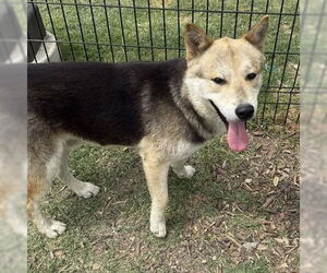 German Shepherd Dog-Unknown Mix Dogs for adoption in San Antonio, TX, USA